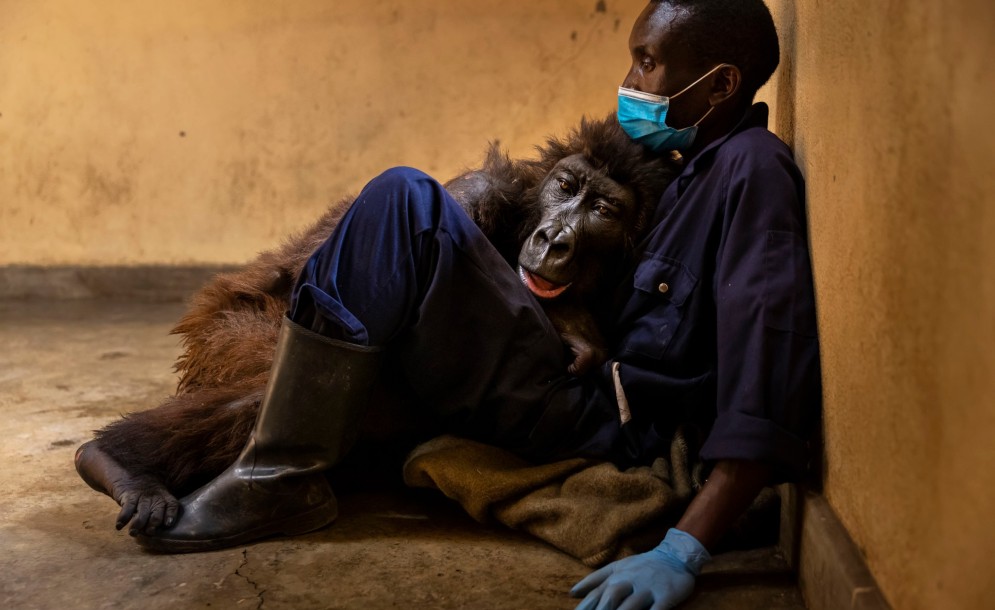 Ο γορίλας που πέθανε στην αγκαλιά του ανθρώπου που τον διέσωσε