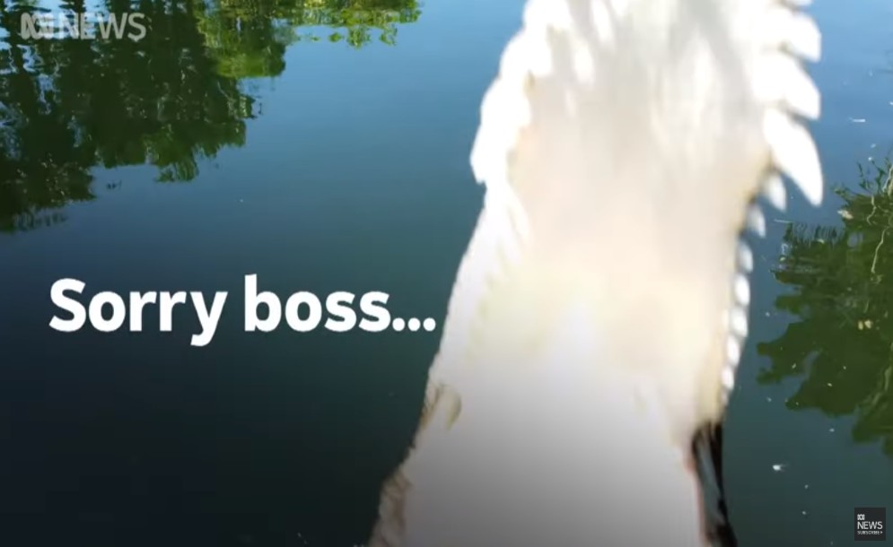 Κροκόδειλος τα έβαλε με το drone – Και κέρδισε…