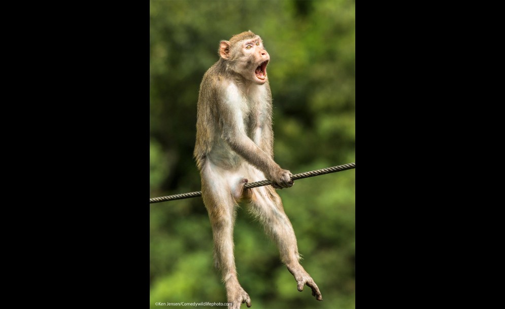 Ανακοινώθηκαν οι νικητές των βραβείων Comedy Wildlife Photography 2021