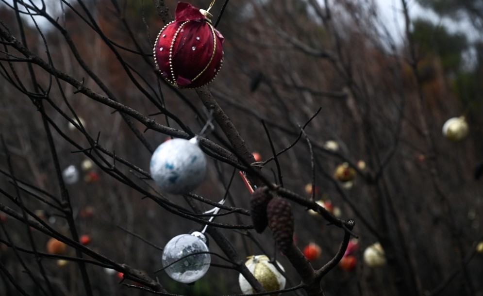Στόλισαν τα καμένα δέντρα