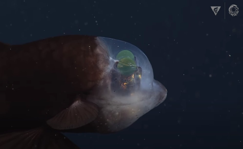 Ερευνητές φωτογράφισαν ένα σπάνιο ψάρι που βλέπει μέσα από το κεφάλι του στα βάθη των ωκεανών