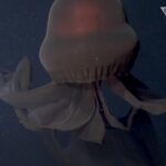 Απόκοσμες εικόνες με γιγάντιες μέδουσες 3.200 πόδια κάτω από τη θάλασσα