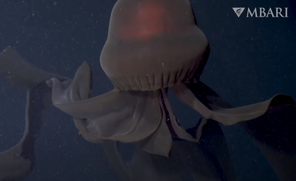 Απόκοσμες εικόνες με γιγάντιες μέδουσες 3.200 πόδια κάτω από τη θάλασσα