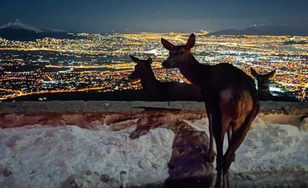 Ένα ελάφι και η νυχτερινή φωτισμένη Αθήνα