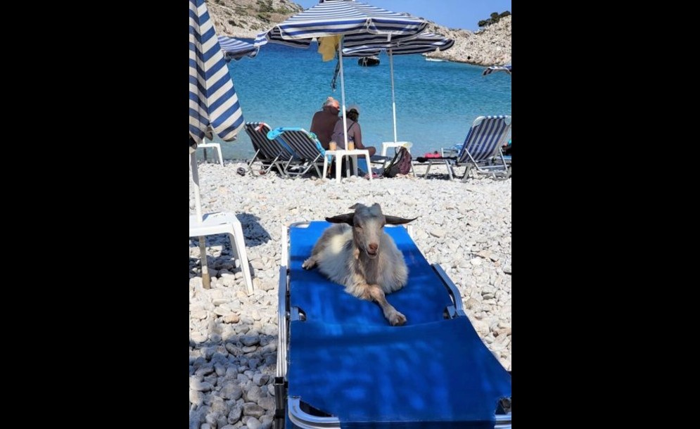 Κατσίκα στη Σύμη ποζάρει για φωτογραφία