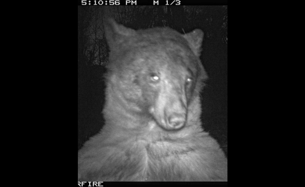 Αρκούδα βρήκε κάμερα στο δάσος και έβγαλε 400 selfies