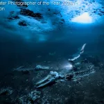 Underwater Photographer of the year 2024: 'Whale bones' Alex Dawson (Sweden)