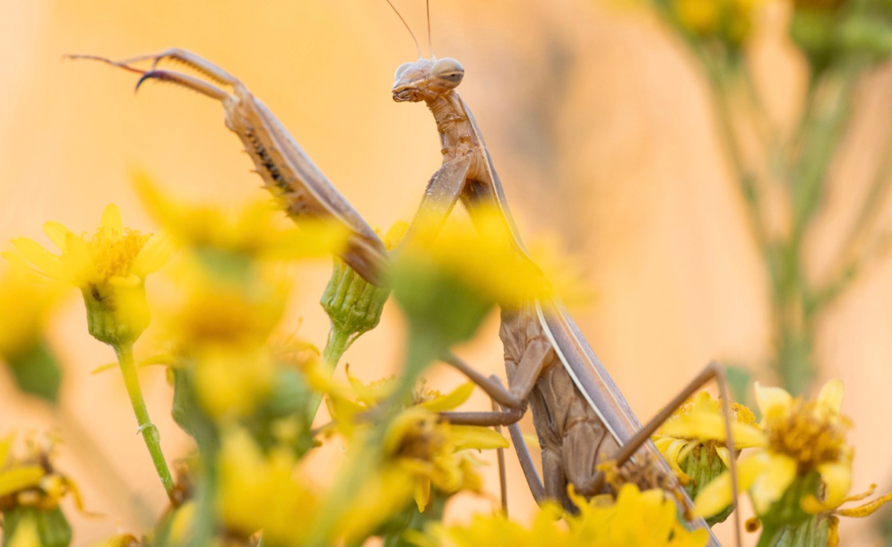 Και έγιναν όλα κίτρινα…